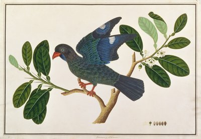 Dollarvogel, aus Zeichnungen von Vögeln aus Malakka, ca. 1805-18 von Chinese School